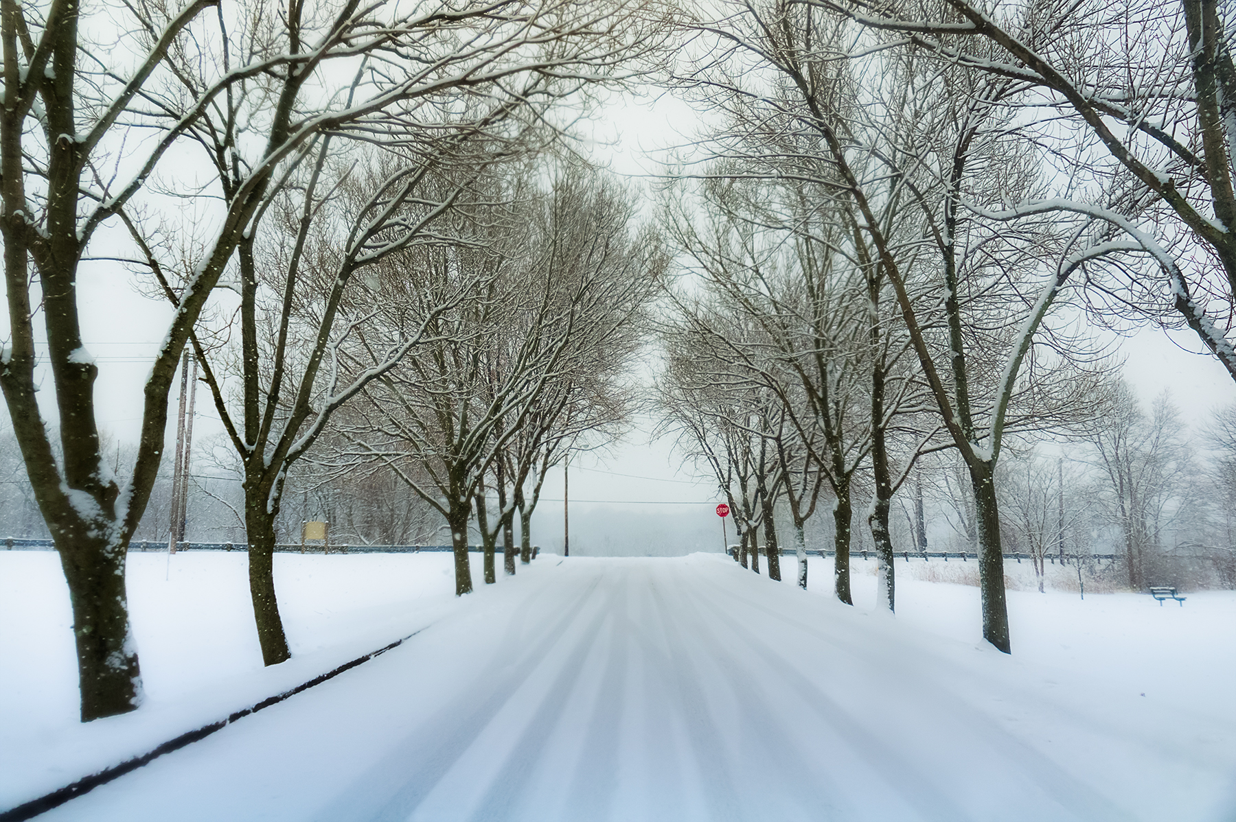 Snow-covered trees arching over empty road in fog, Willoughby Ohio