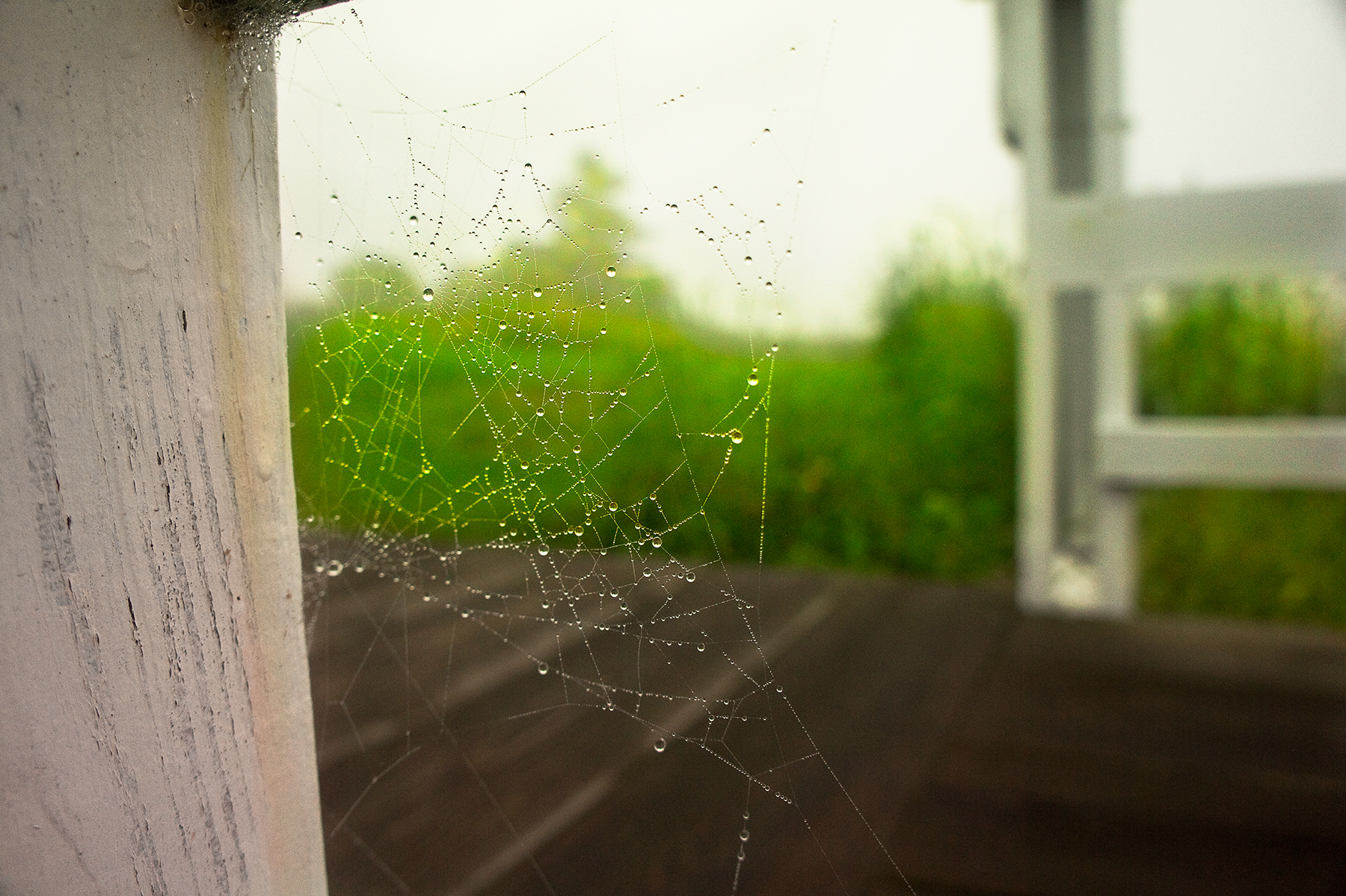 Dew-covered spider web in morning fog, Marshall Point lighthouse, Maine
