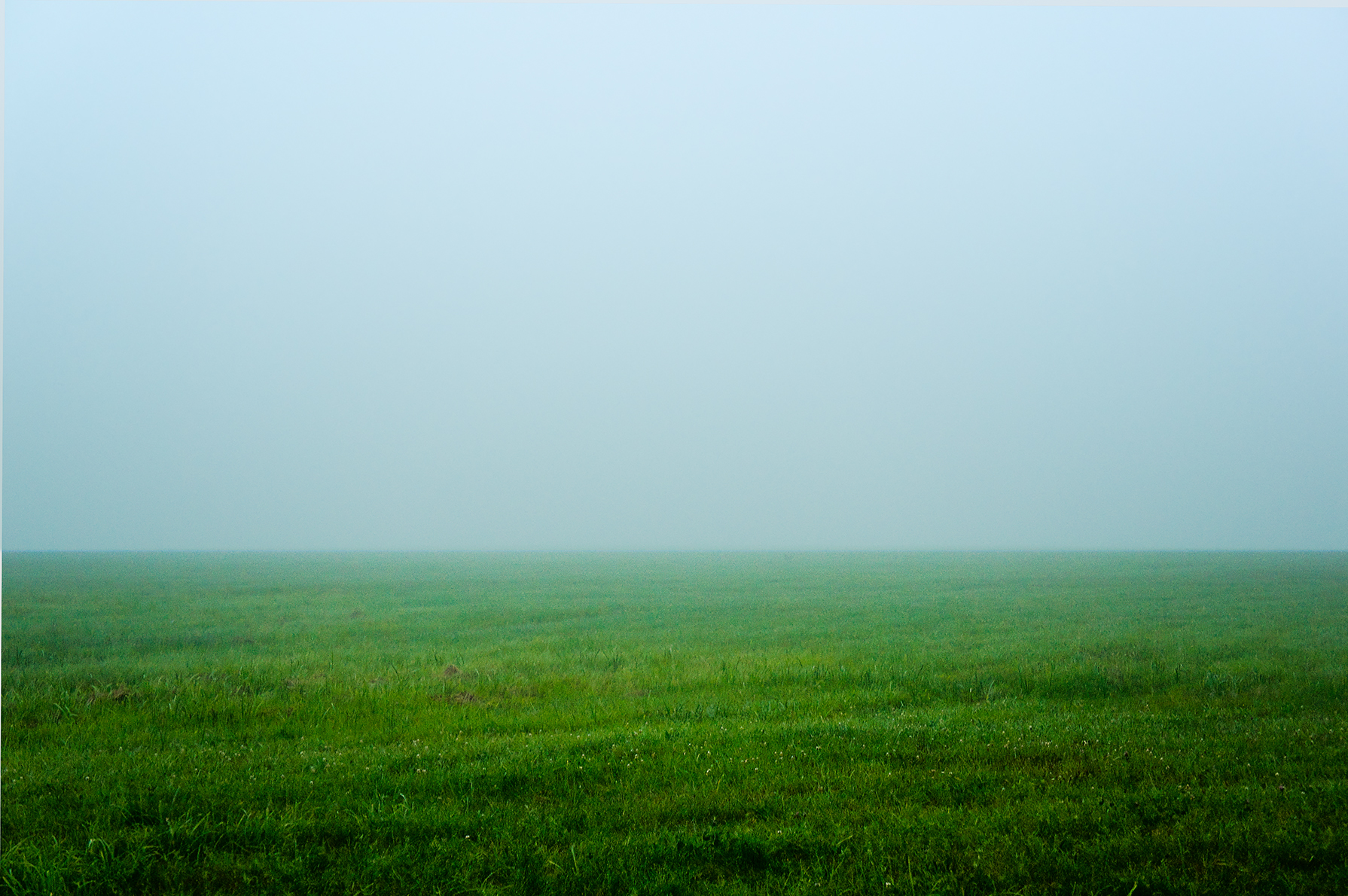 Flat Maine field in dense fog, saturated green against cool grey sky