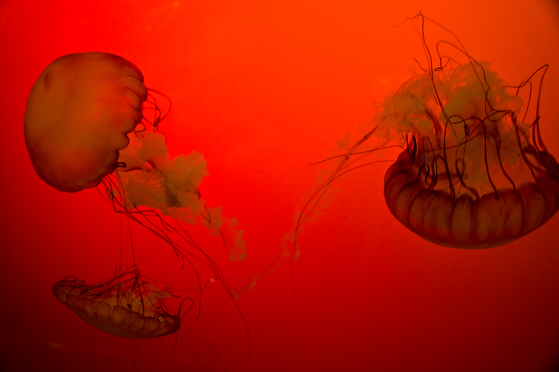 Red jellyfish floating in crimson light, Shedd Aquarium Chicago
