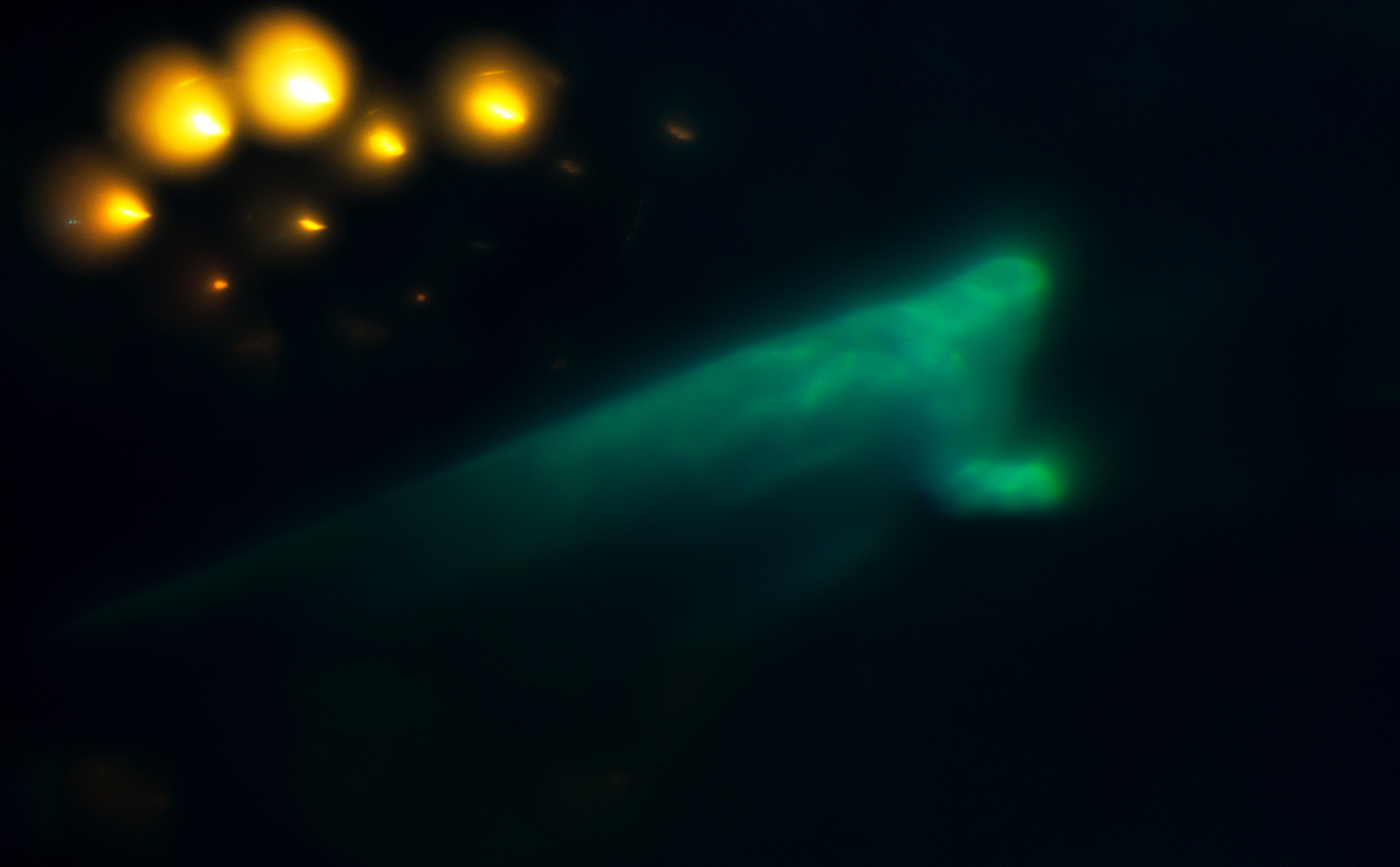 Beluga whale lit by teal beam of light in darkness, Shedd Aquarium Chicago