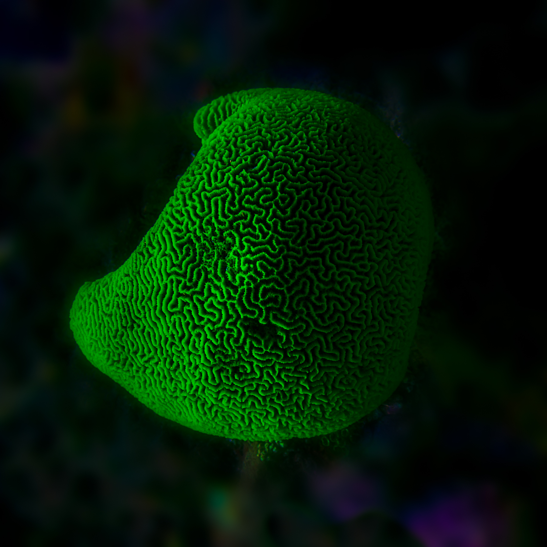 Electric green brain coral glowing in darkness, Shedd Aquarium Chicago